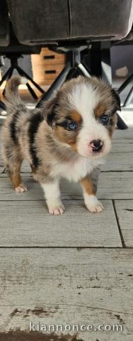 chiot type berger australien 