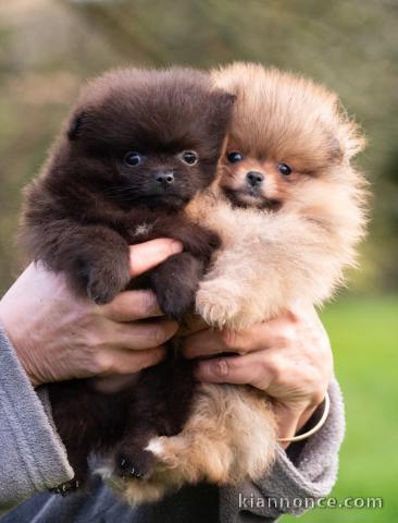 chiot type spitz allemand 