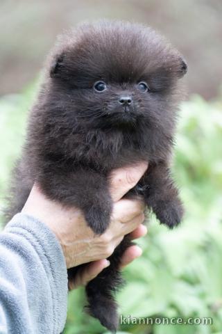 chiot spitz allemand mâle 