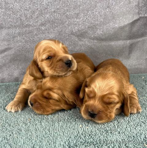 chiot cocker anglais mâle et femelle à placer 