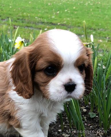 chiot Cavalier King Charle pour vous 