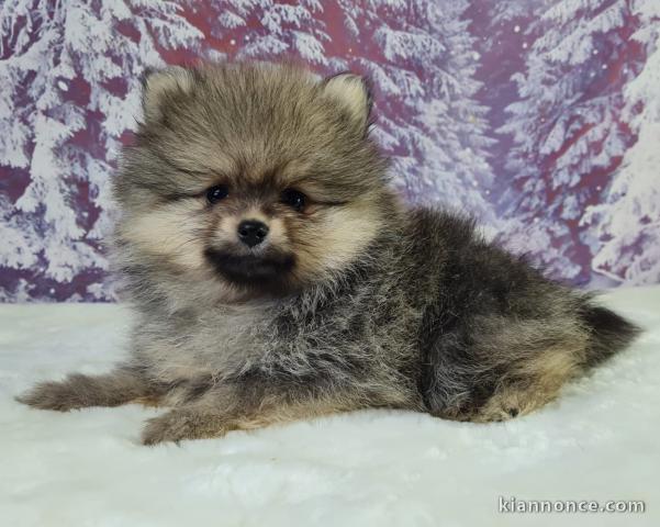 chiot spitz allemand à placer urgent 