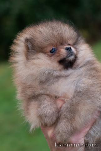 chiot type spitz allemand à placer 