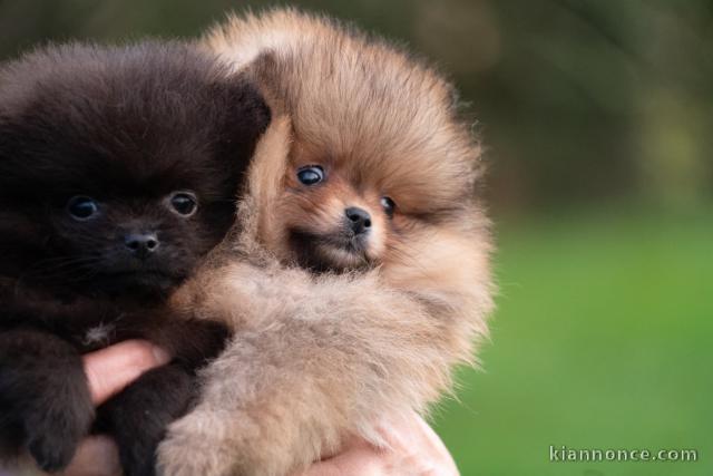 chiot spitz allemand race pure 