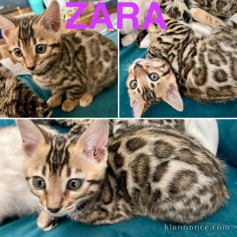 adoption chaton Bengal disponible 