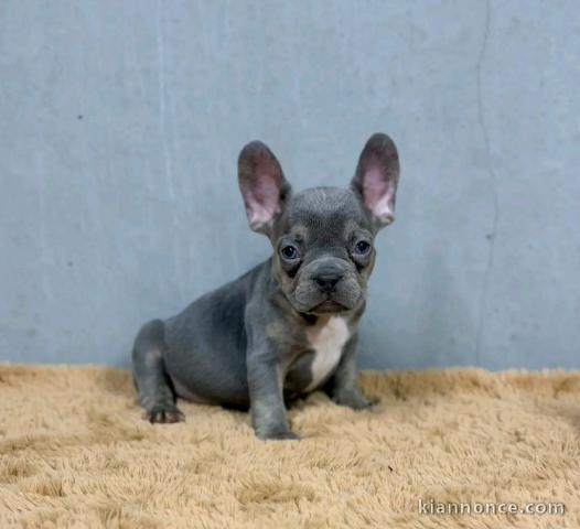 je donne chiot bouledogue français disponible 