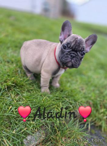 bébé chiot bouledogue français 