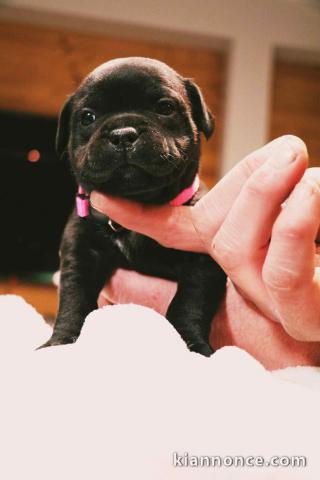chiot type staffie à placer mâle adorable 