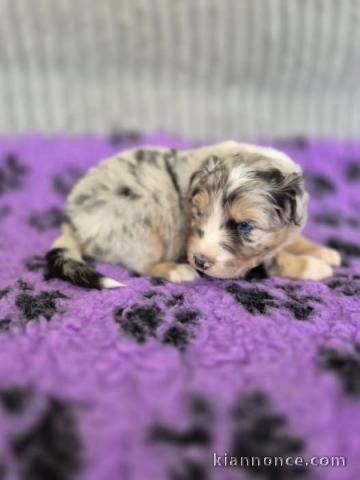 je donne chiot berger australien femelle 