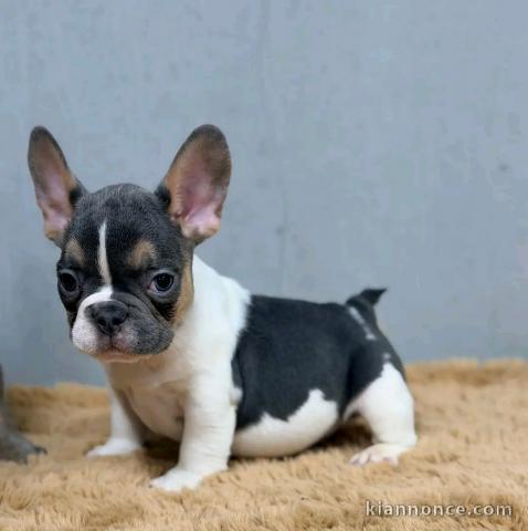magnifique chiot bouledogue français disponible 