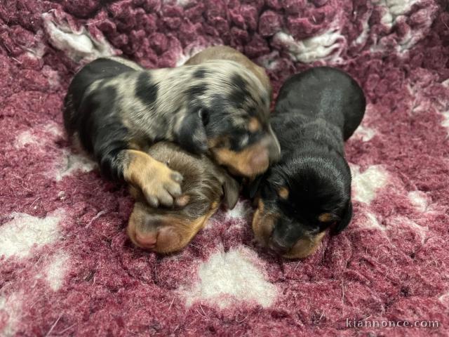 bébé chiot teckel a donner mâle 