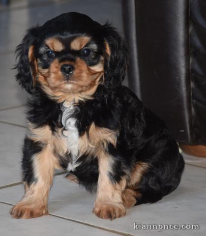 je donne chiot cavalier king charle disponible 