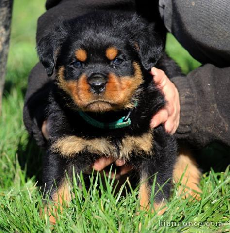 à adopter chiot rottweiler adorable 