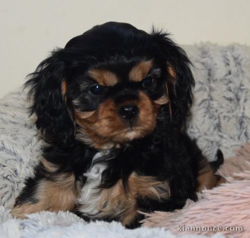 adorable chiot cavalier king charle femelle a placer 