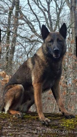 chiot berger belge à adopter urgent 