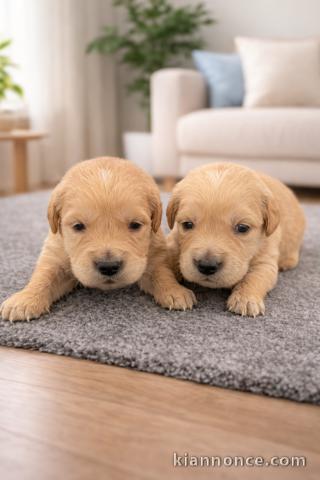 adorable chiot golden retriever mâle et femelle 