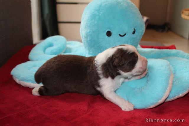 chiot berger australien disponible 