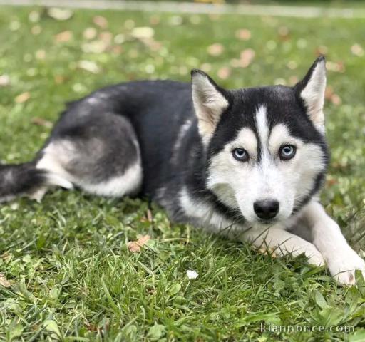 je donne chiot husky sibérien 