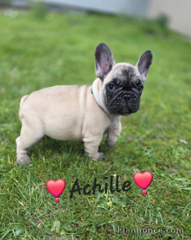 chiot bouledogue français à donner 