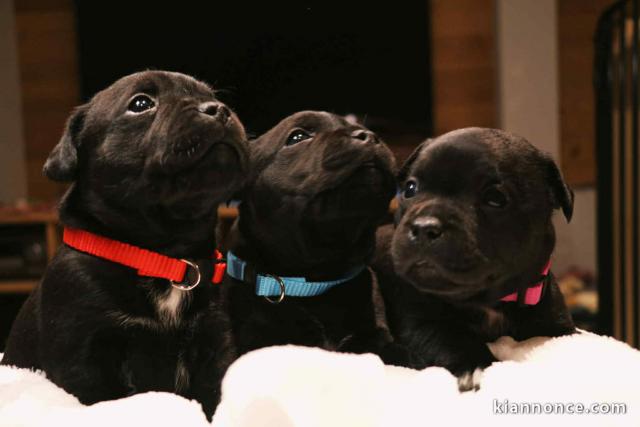 adoption chiot Staff disponible 