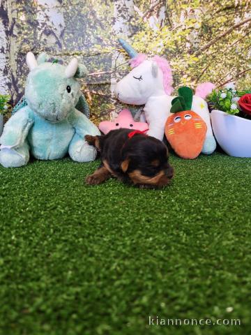 chiot York femelle a donner 