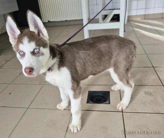 chiot husky sibérien adorable à donner contre bon soin 