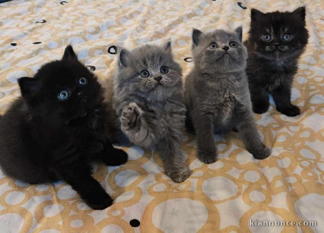 Chatons Highland Straight