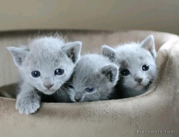 chaton bleu russe à donner 
