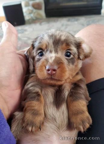 Chiot berger australien à donner pour la nouvelle année 