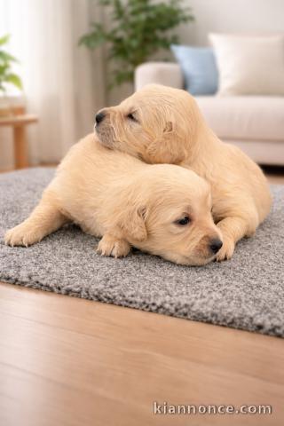 golden retriever disponible mâle et femelle 