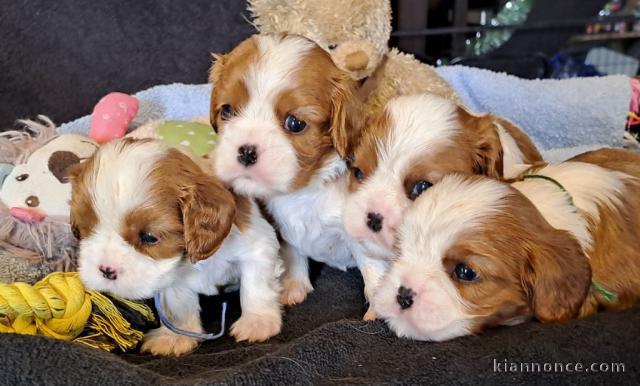 Dons chiot cavalier king charle 
