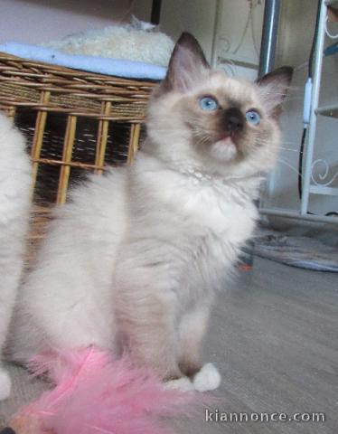 à adopter chaton ragdoll 
