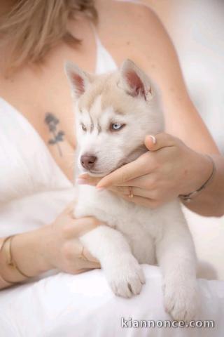je vends chiot husky sibérien adorable 