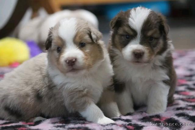 je donne chiot berger australien 