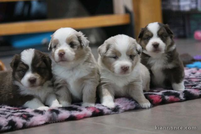 dons chiot berger australien disponible 