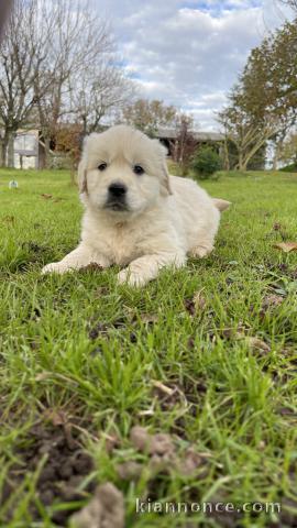 chiot golden retriever mâle a donner 