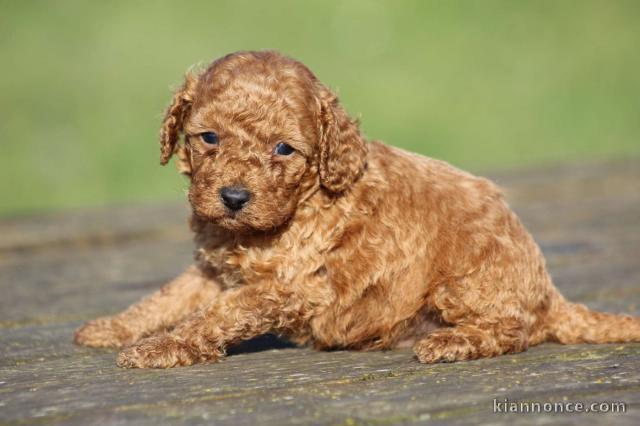 chiot caniche disponible pour adoption 