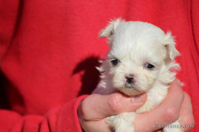 bébé chiot bichon maltais à donner 