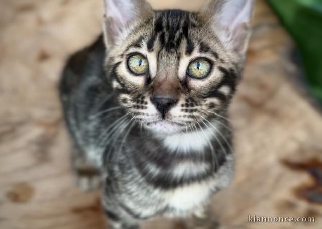 chaton Bengal disponible 