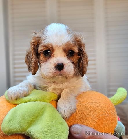 magnifique chiot cavalier king charle disponible 