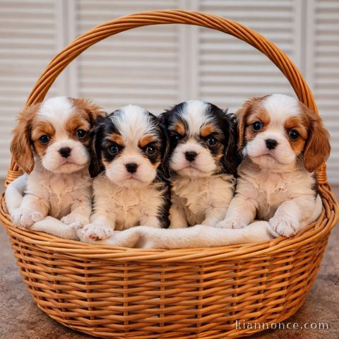 adoption chiots cavalier king charle disponible 