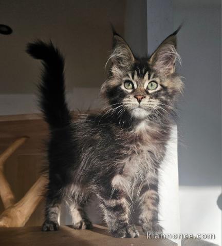 à donner chaton Maine coon disponible 