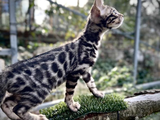 adorable chaton Bengal disponible 