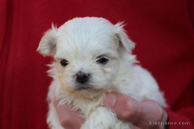chiot type bichon maltais à donner 