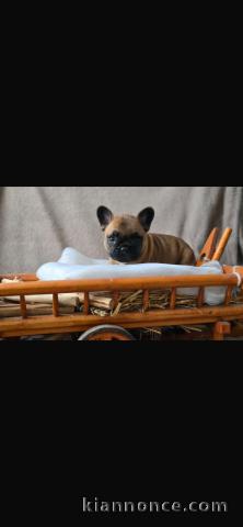 chiot bouledogue français à donner 