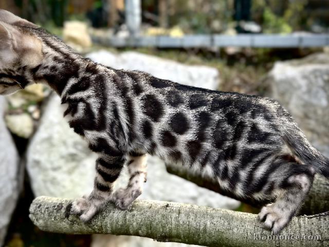 bébé chaton Bengal disponible 