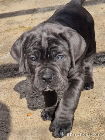 je donne chiot cane corso disponible 