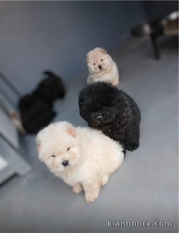 Dons bébé chiot chow chow disponible 