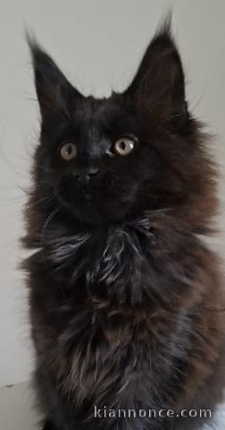 chaton maine coon disponible 