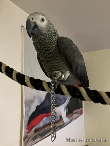 perroquet gris du Gabon pour adoption 